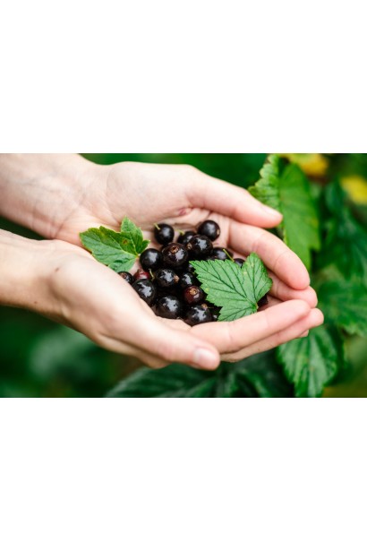 Смородина чорна Фараон - десертний сорт